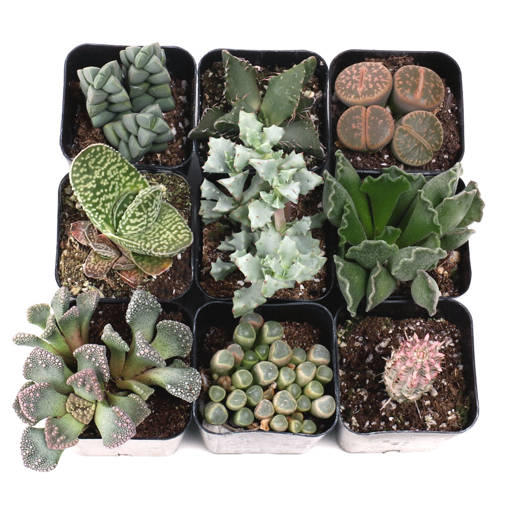 Weird & Wonderful™ Premium Succulent Set of 9 - 2in Pots w/ ID Questions & Answers