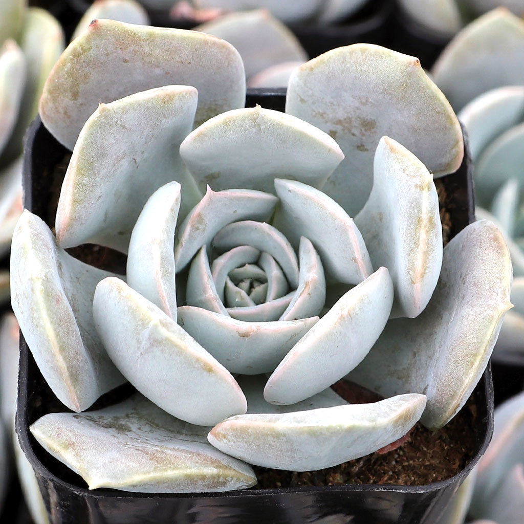 How much water and sun light does my Echeveria need?