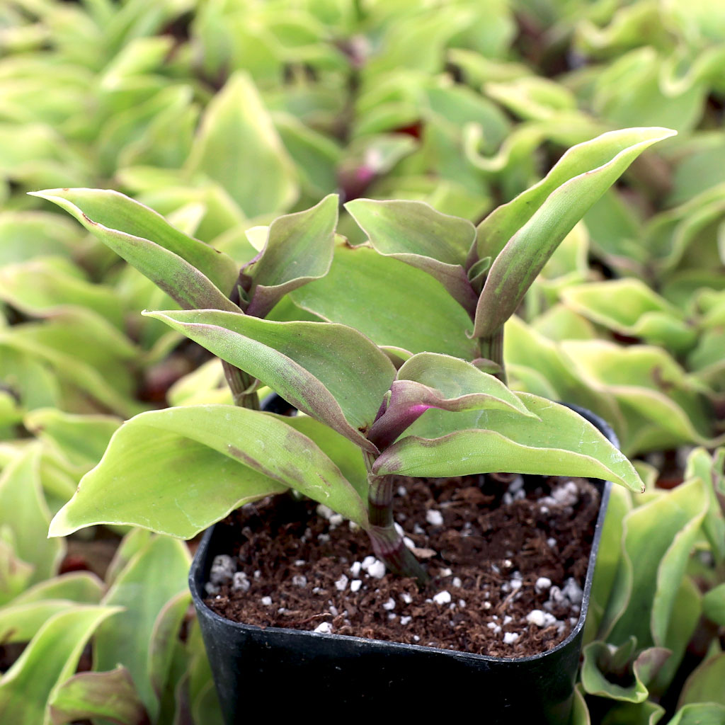Tradescantia fluminensis - Small-Leaf Spiderwort Questions & Answers