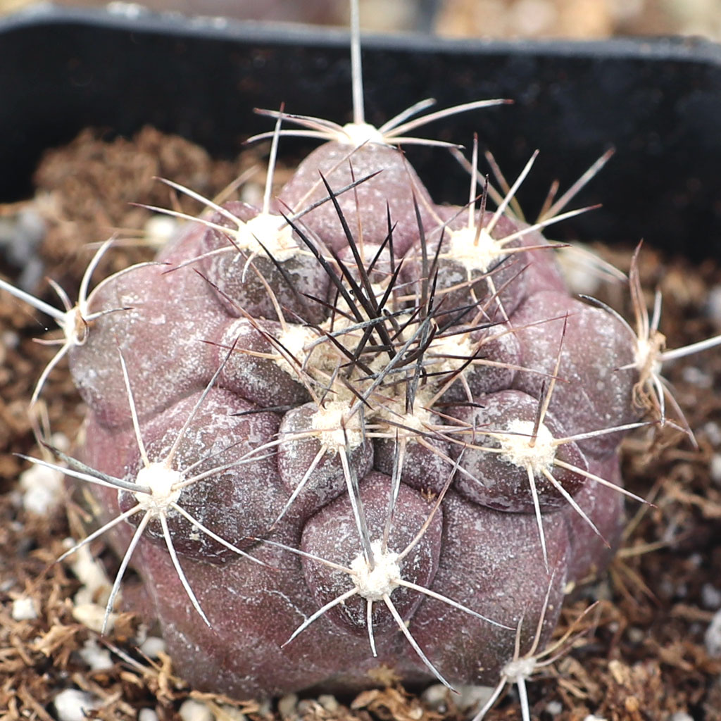 Copiapoa atacamensis [landscape quality] Questions & Answers