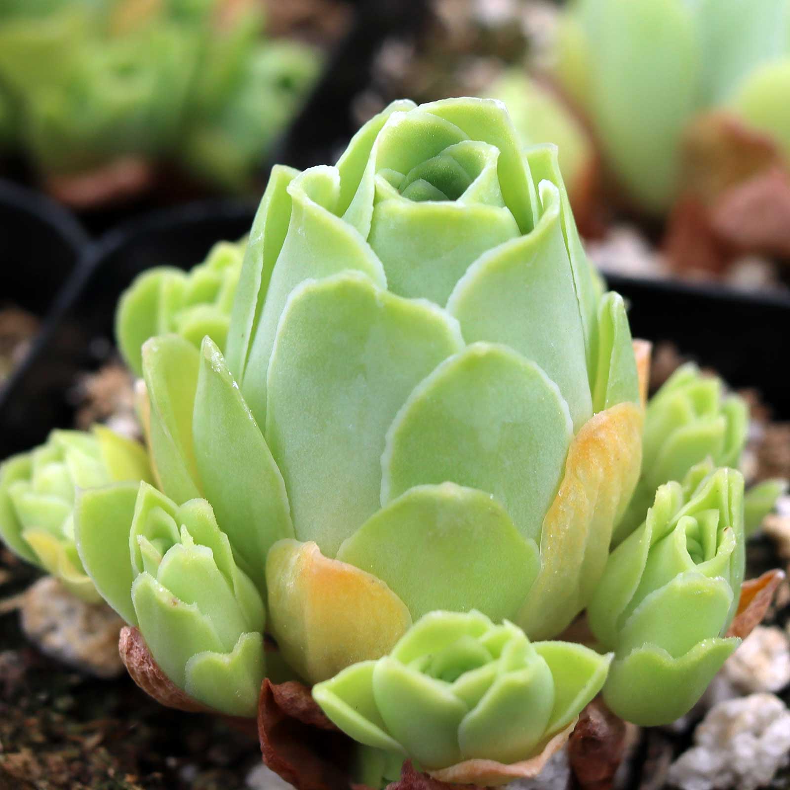 Aeonium dodrantale (Greenovia) - Mountain Rose [limited] Questions & Answers