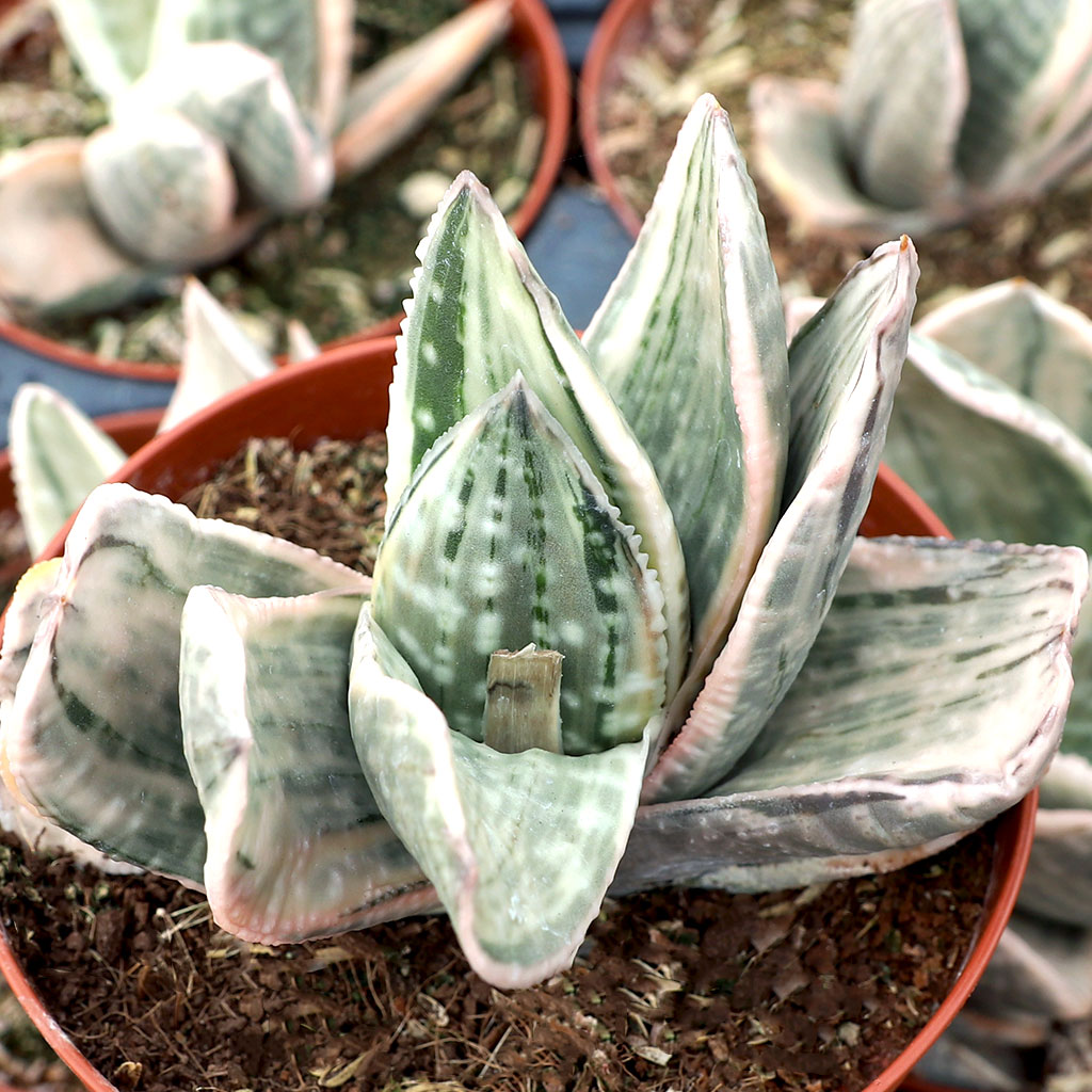 Do all the gasteria have the long pink spikes? The hummingbirds live this plant!