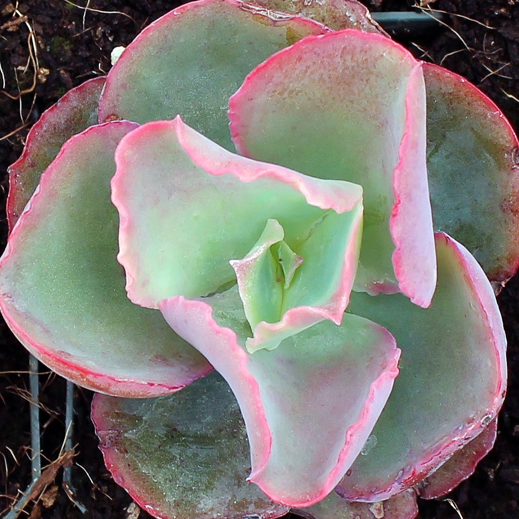 Echeveria 'Dick's Pink' Questions & Answers