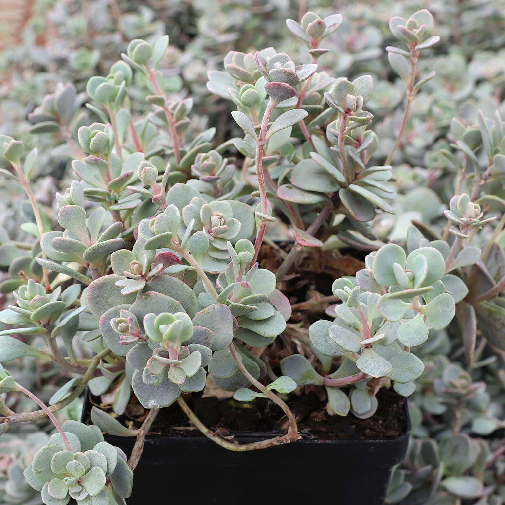 Sunsparkler® Sedoro 'Blue Elf' [large] Questions & Answers