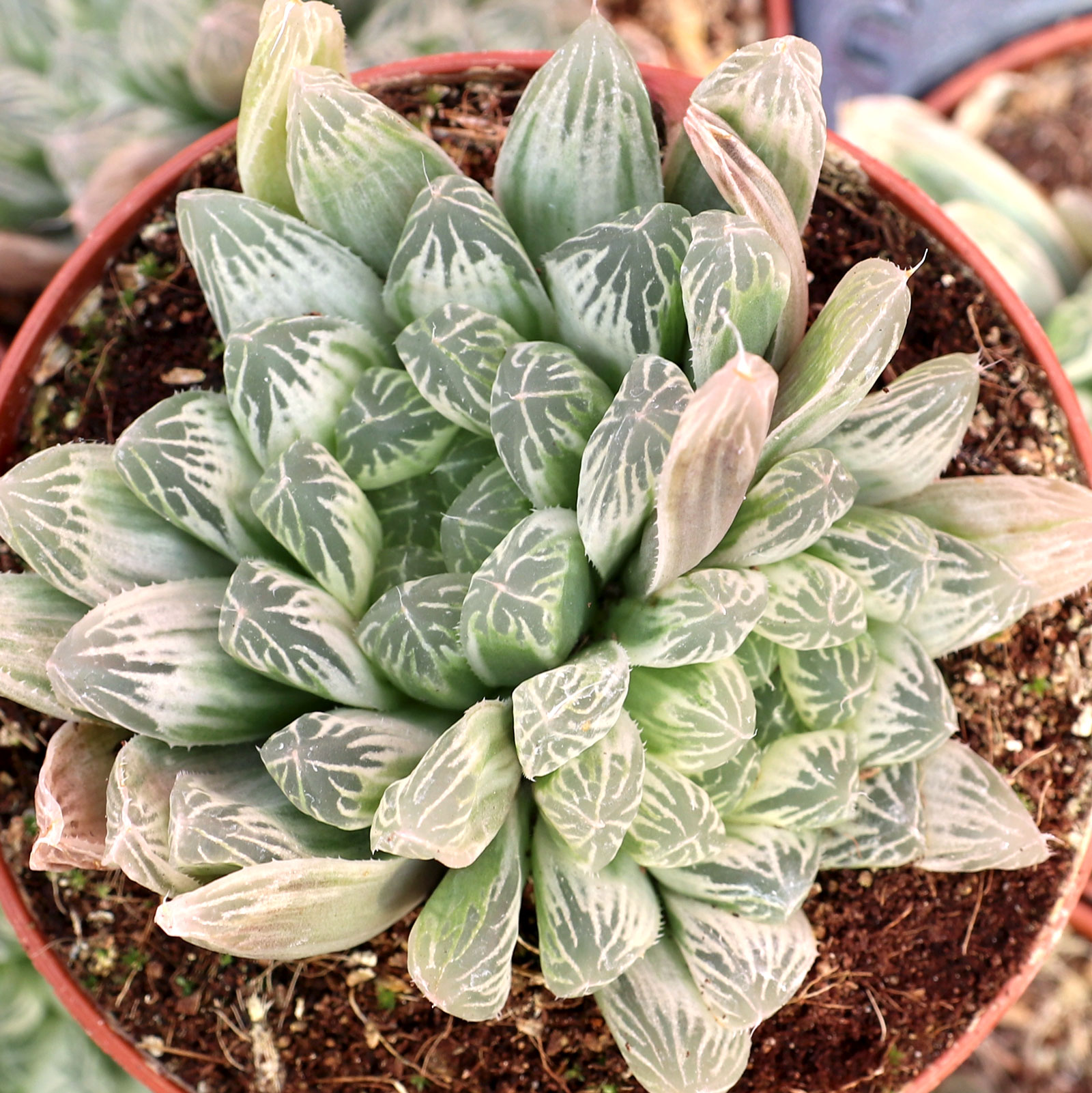Haworthia cooperi f. variegata [large] Questions & Answers