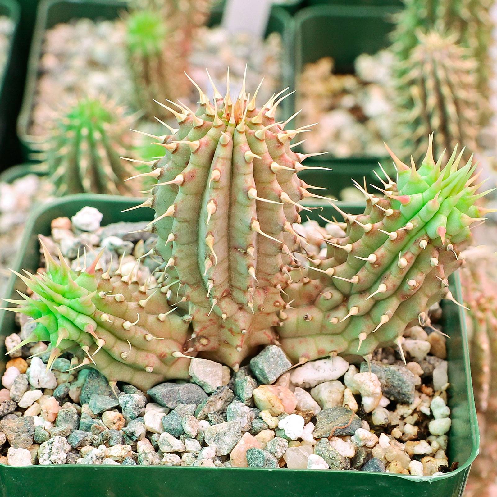 Does Hoodia gordonii need support?  Stems on our Stapellias seem to fall over