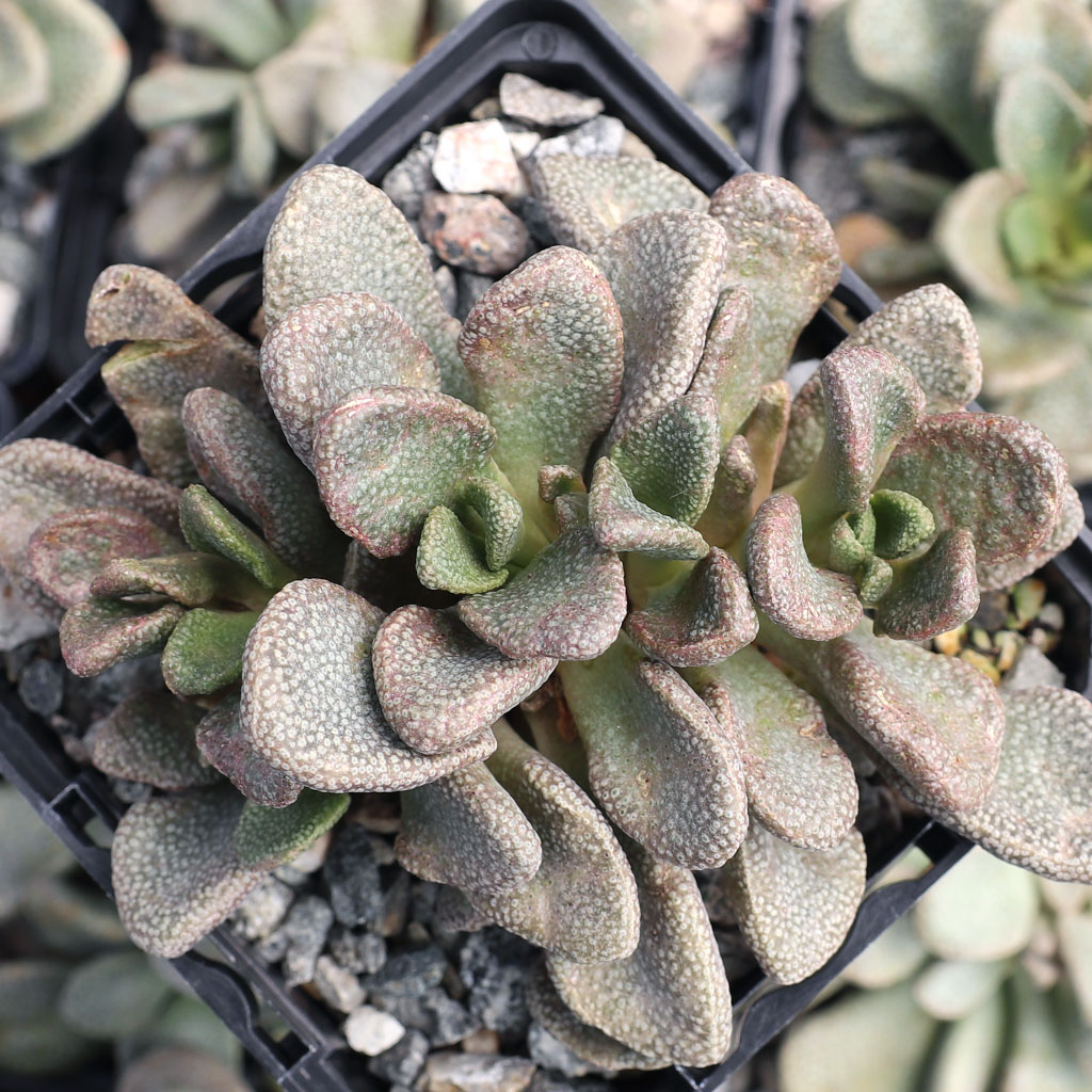 Aloinopsis rosulata [large] Questions & Answers