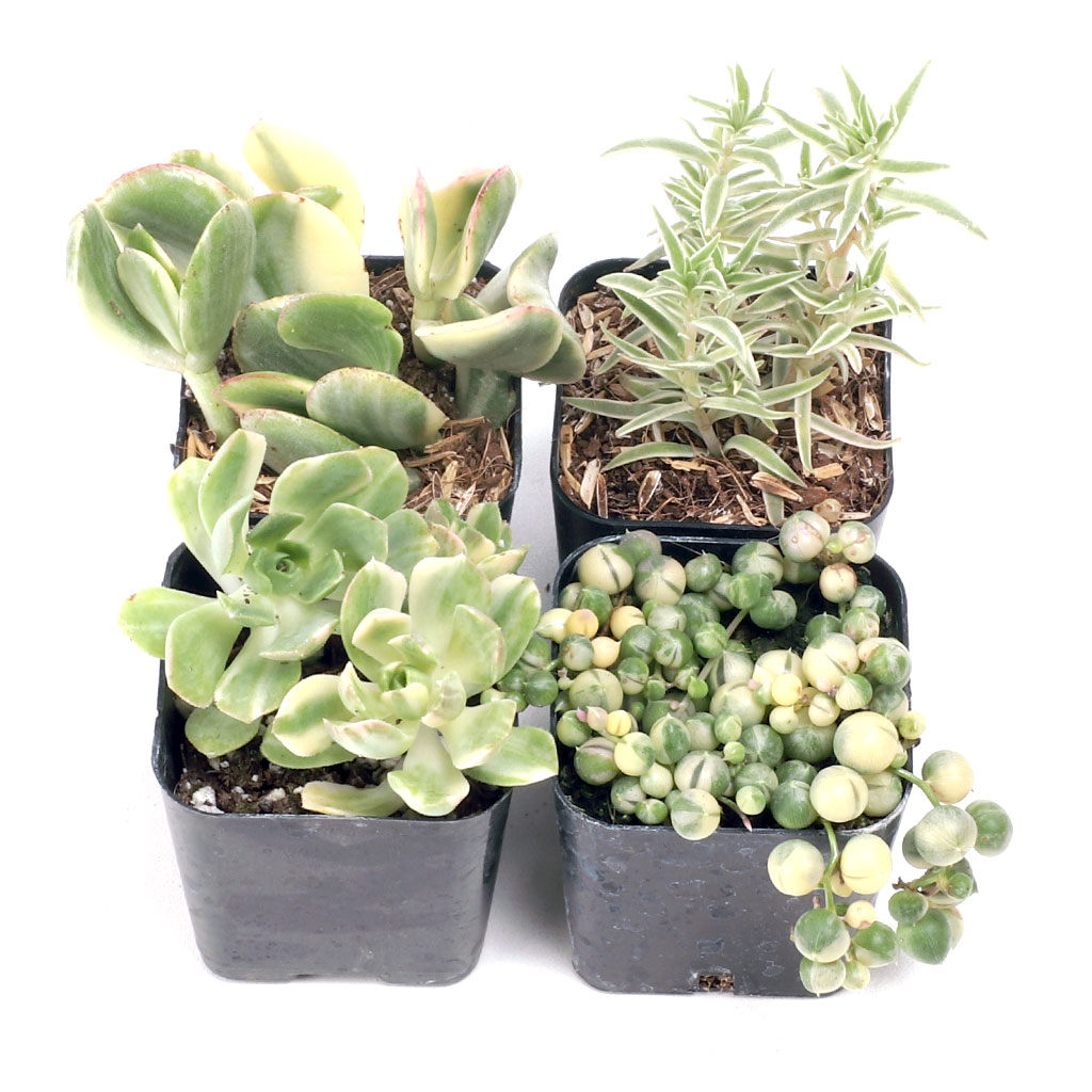 Creme de la Crème™ Premium Succulent Set of 4 - 2in Pots w/ ID Questions & Answers