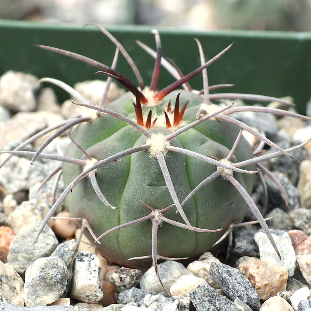 Gymnocalycium spegazzinii Questions & Answers