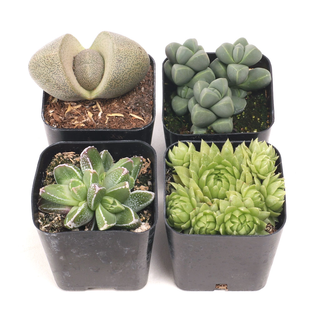 If I'm ordering single plants as well, will they be repeated in the collection?