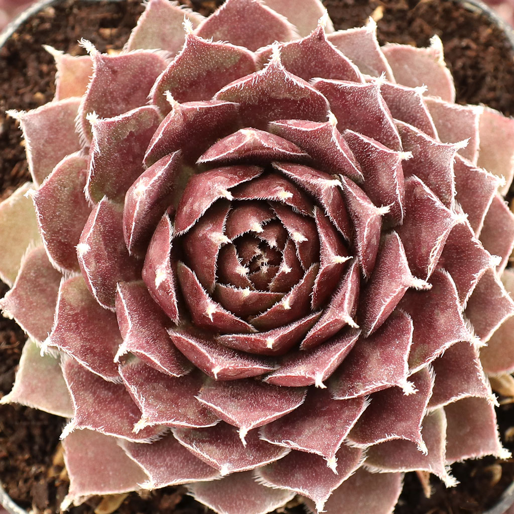 Sempervivum 'Greyfriars' Questions & Answers