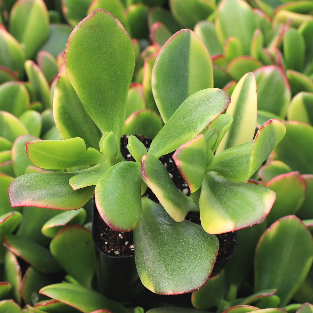 Crassula ovata 'Lemon & Lime' Questions & Answers