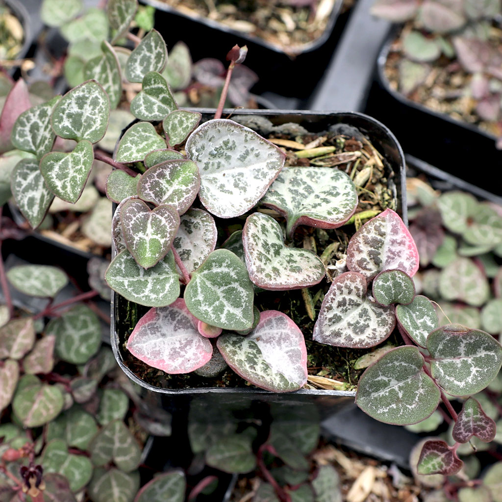 Can Rosary plant (Trail of Hearts) be planted in a moss hanging planter?