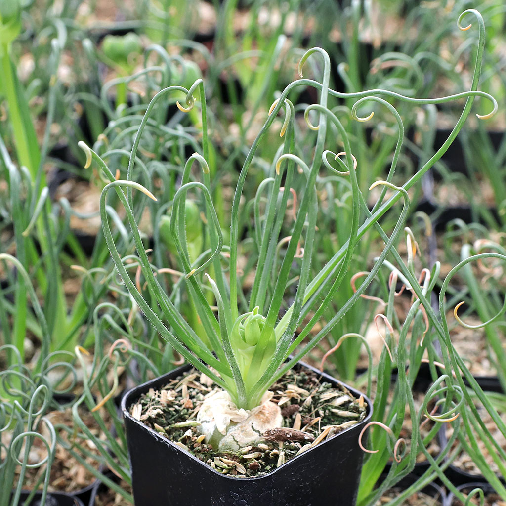 Got my frizzle sizzle in June. It's growing a flower stalk. Repot now?