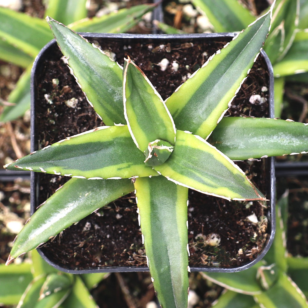 Agave victoriae-reginae f. variegata - Variegated Queen Victoria Agave Questions & Answers