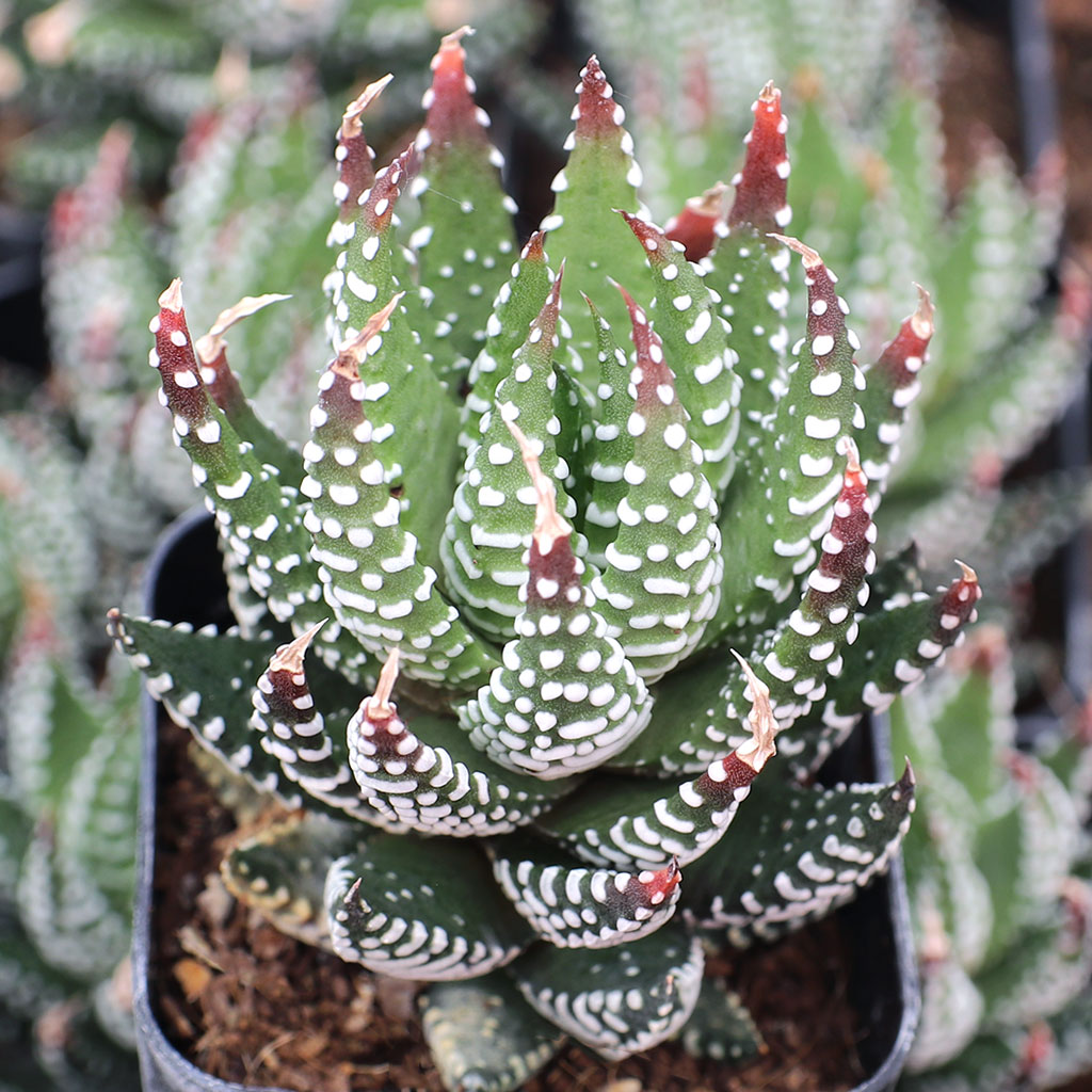 Can Haworthia reinwardtii f. zebrina turn fully red when exposed to sun and drought like Haworthia reinwardtii?