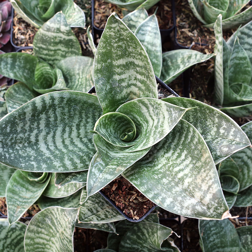 Sansevieria trifasciata 'Hahnii' [large] Questions & Answers