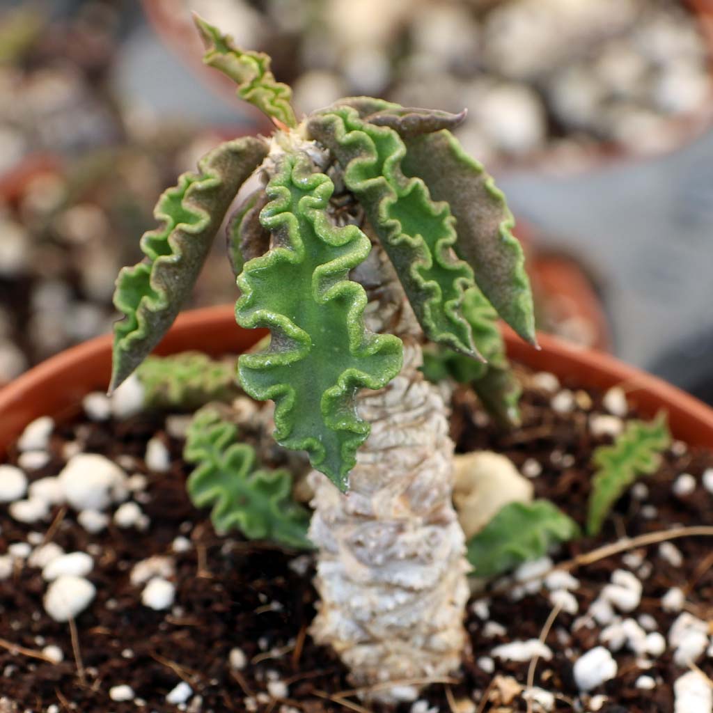 Euphorbia decaryi [large] Questions & Answers