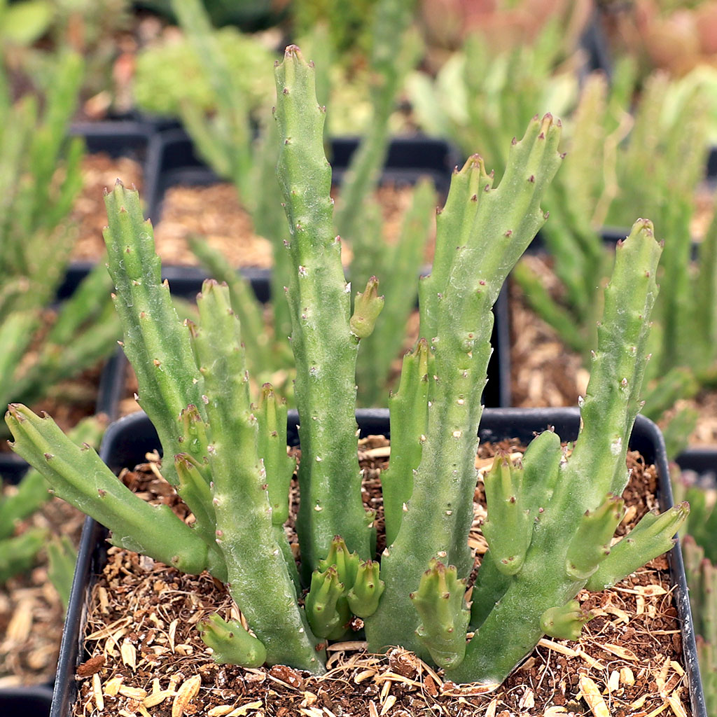 Stapelia divaricata [large] Questions & Answers