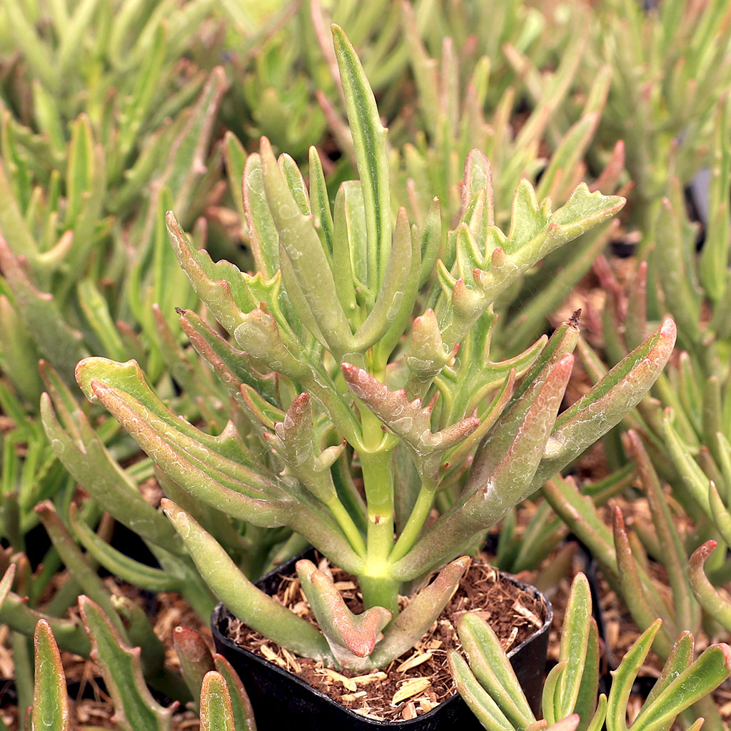 Kalanchoe 'Green Spider' Questions & Answers
