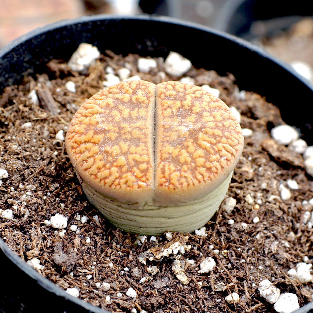 Are the Lithops planted already?