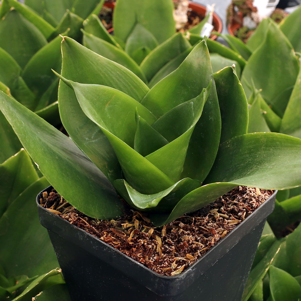 Sansevieria trifasciata 'Black Dragon' [large] Questions & Answers