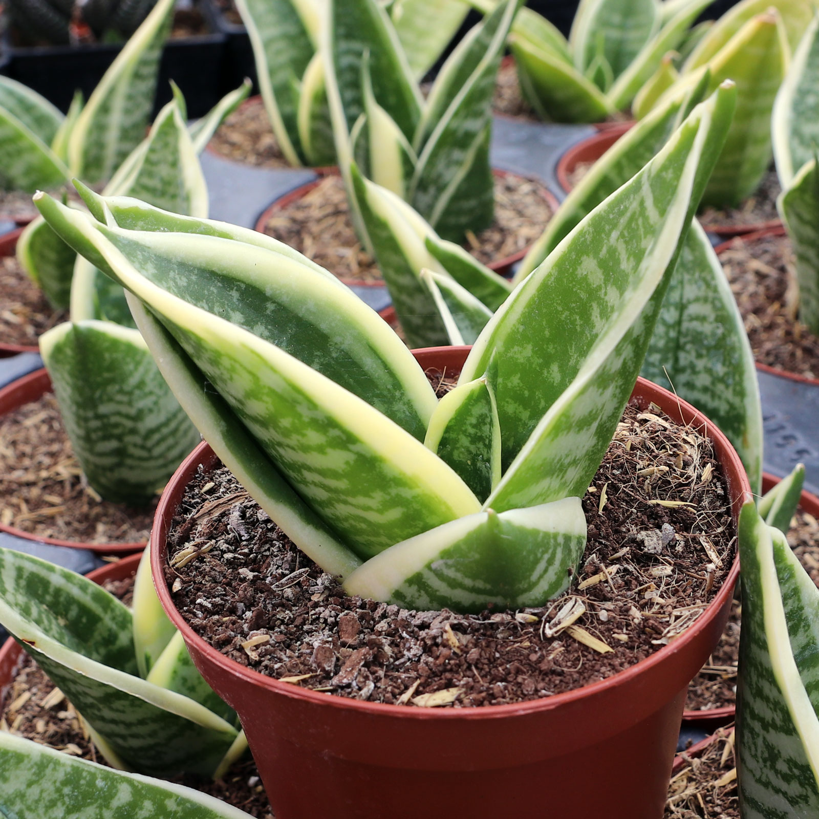 Sansevieria trifasciata 'Golden Hahnii' [large] Questions & Answers