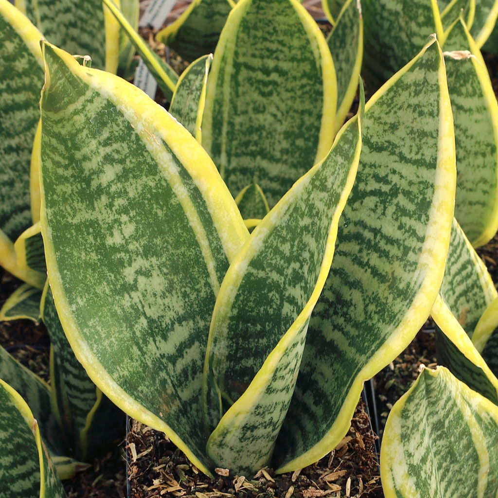 Propagation of Sansaveria