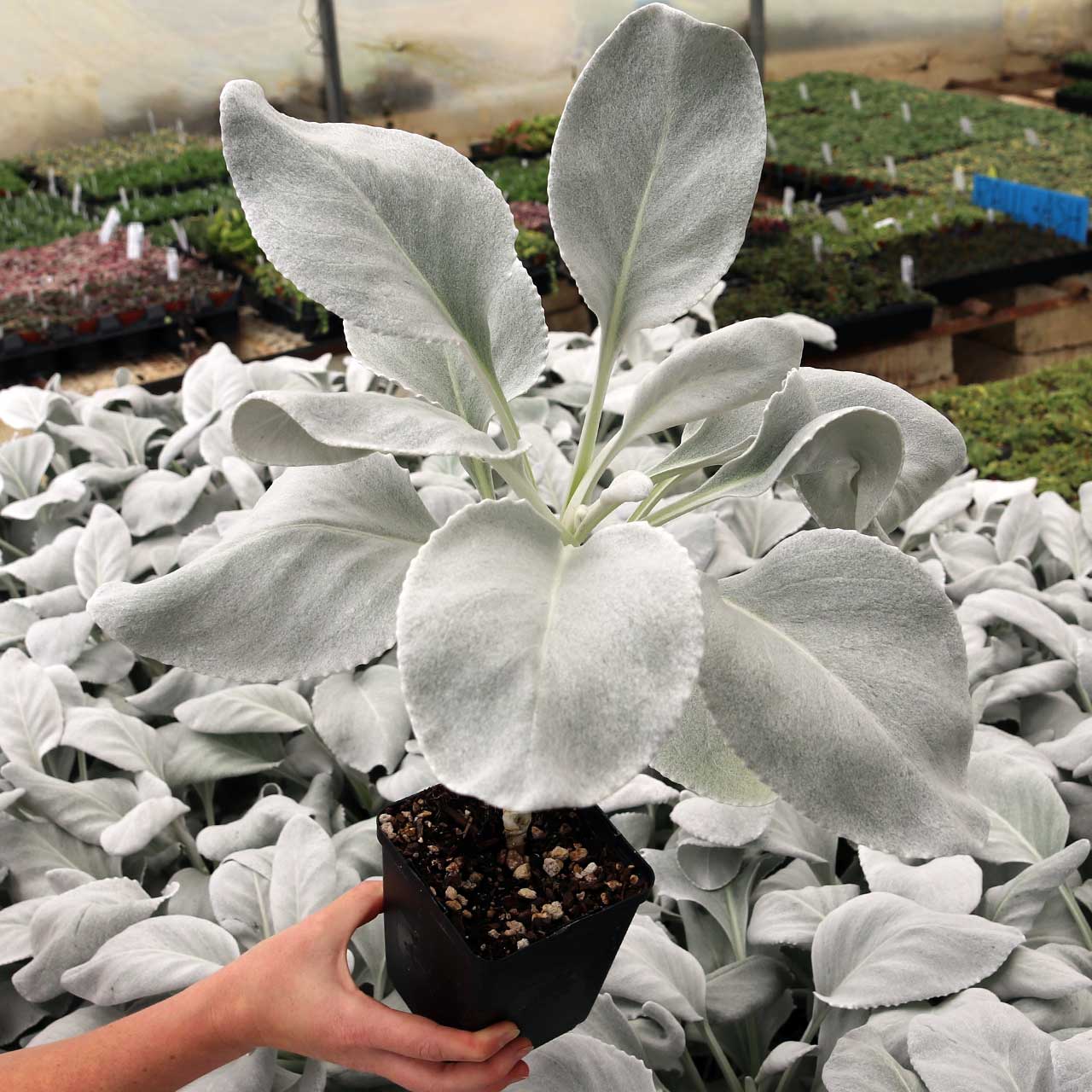 I have an angel wings succulent and the leaves keep going brittle and crisp. Is this from overwatering?