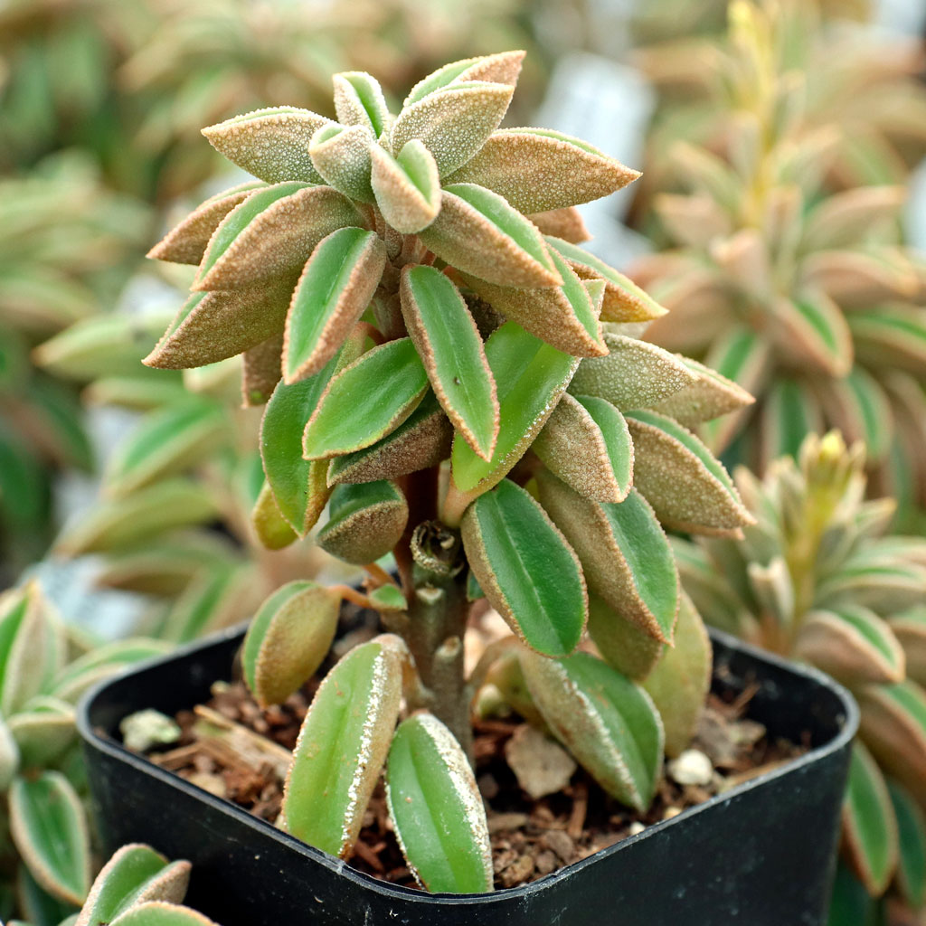 Can peperomia áspera and ruby glow be planted together