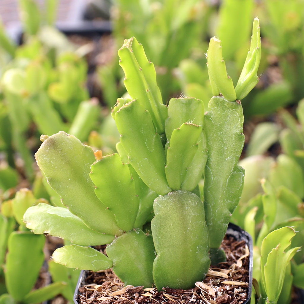 Do you carry true yellow Christmas cactus (schlumbergera Buckley)?