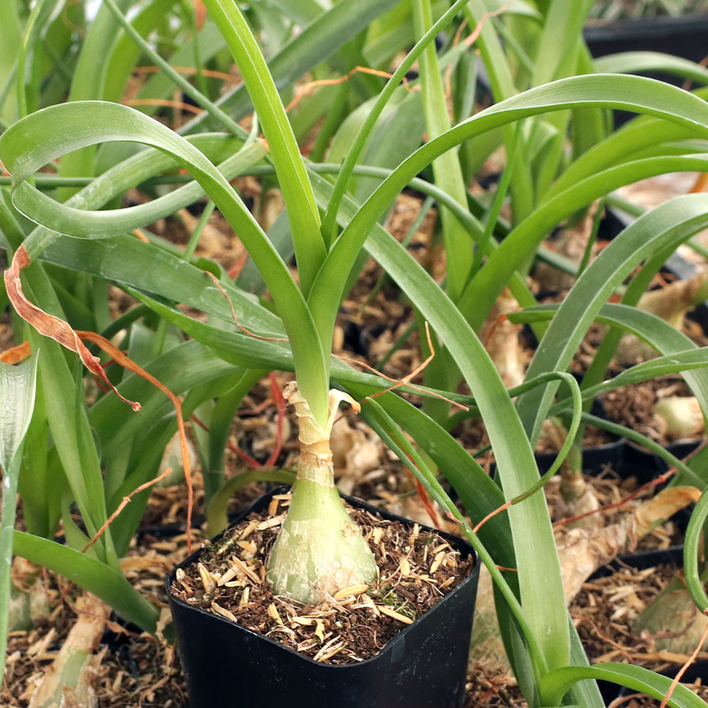 Albuca bracteata - Pregnant Onion Questions & Answers