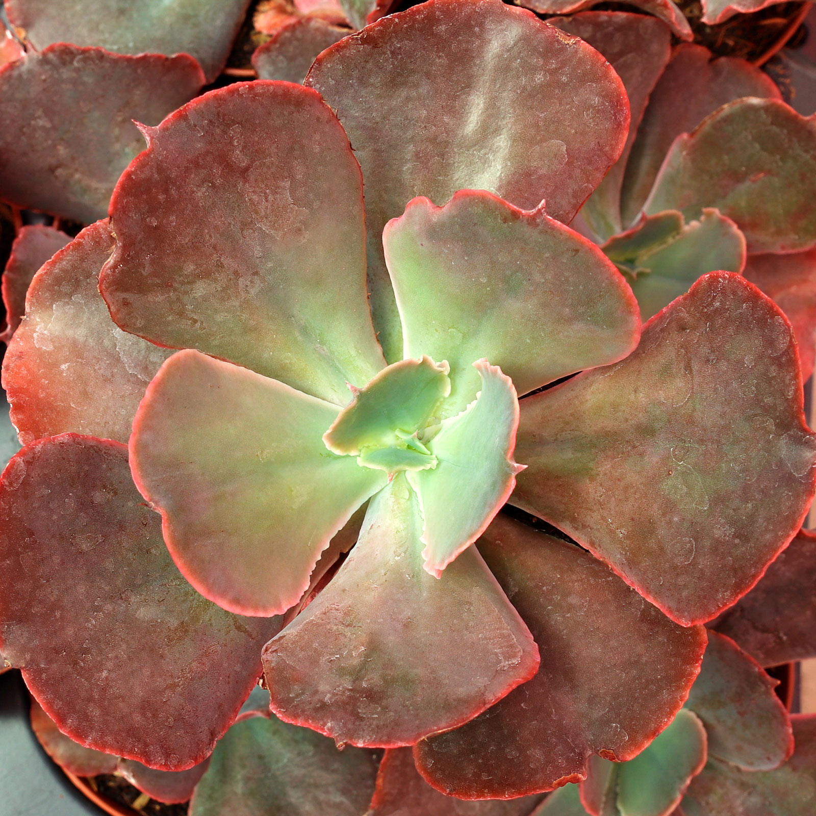 Echeveria 'Strawberry Hearts' [large] Questions & Answers