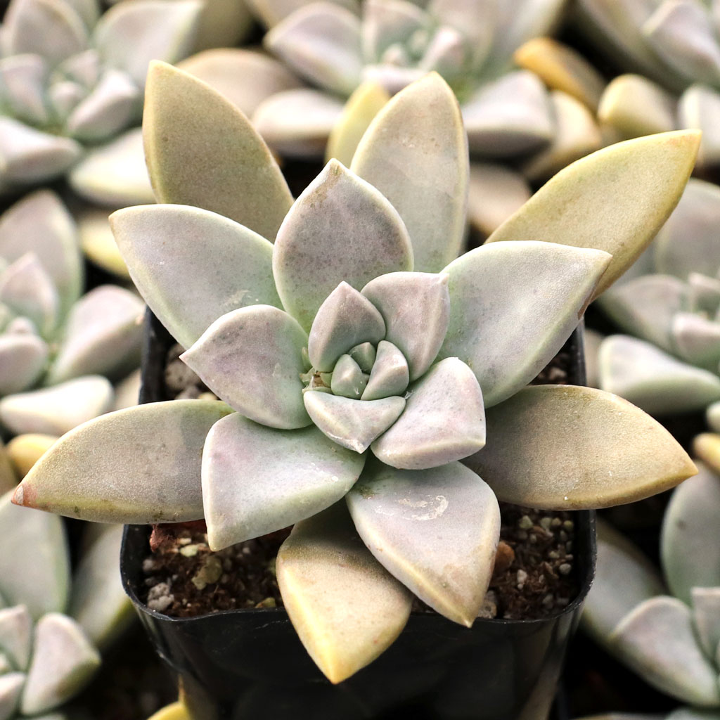 Graptopetalum 'Claret' Questions & Answers