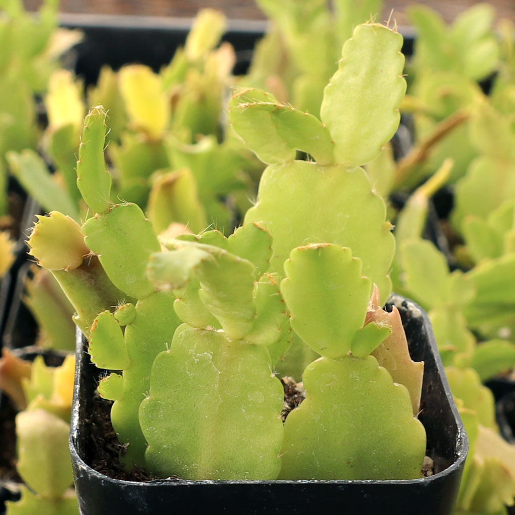 Is there a living (not seeds) blue Christmas cactus that is for sale?