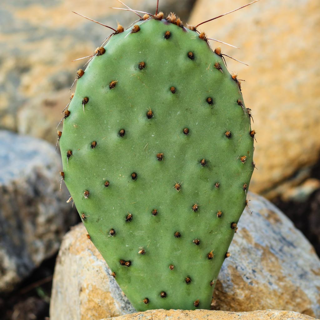 Opuntia 'Piña Colada' [6-7"] Questions & Answers