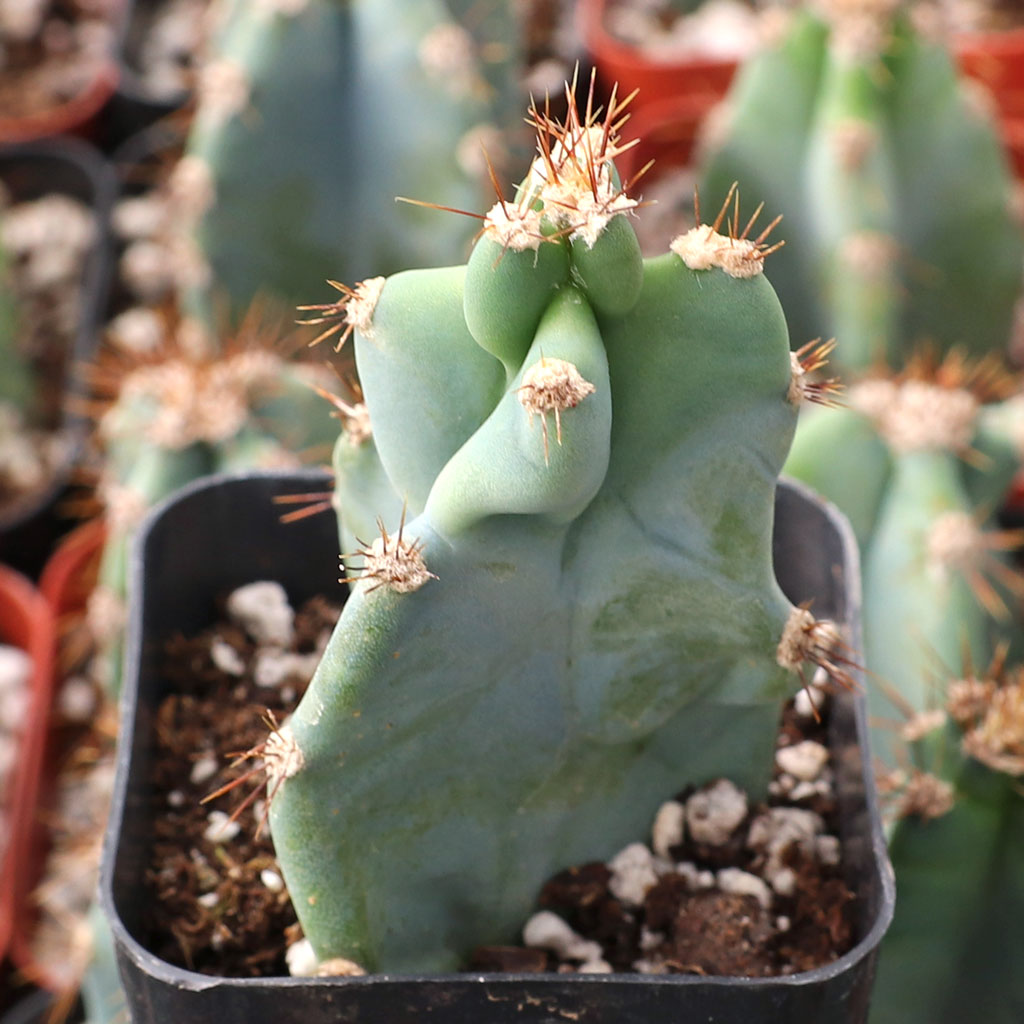 How long for it to grow? Is it dormant all winter even indoors?  The spiral cactus that grows very tall....how slow