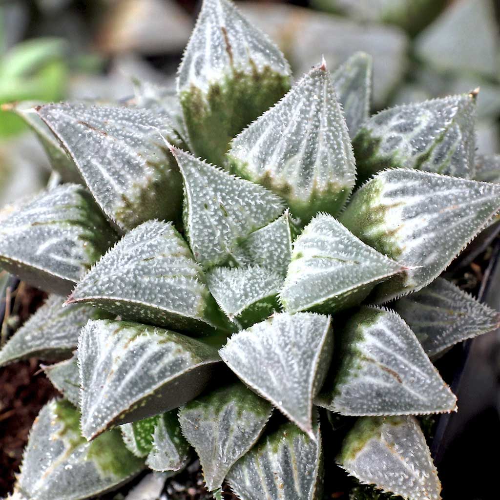 Haworthia emelyae var. major [large] Questions & Answers