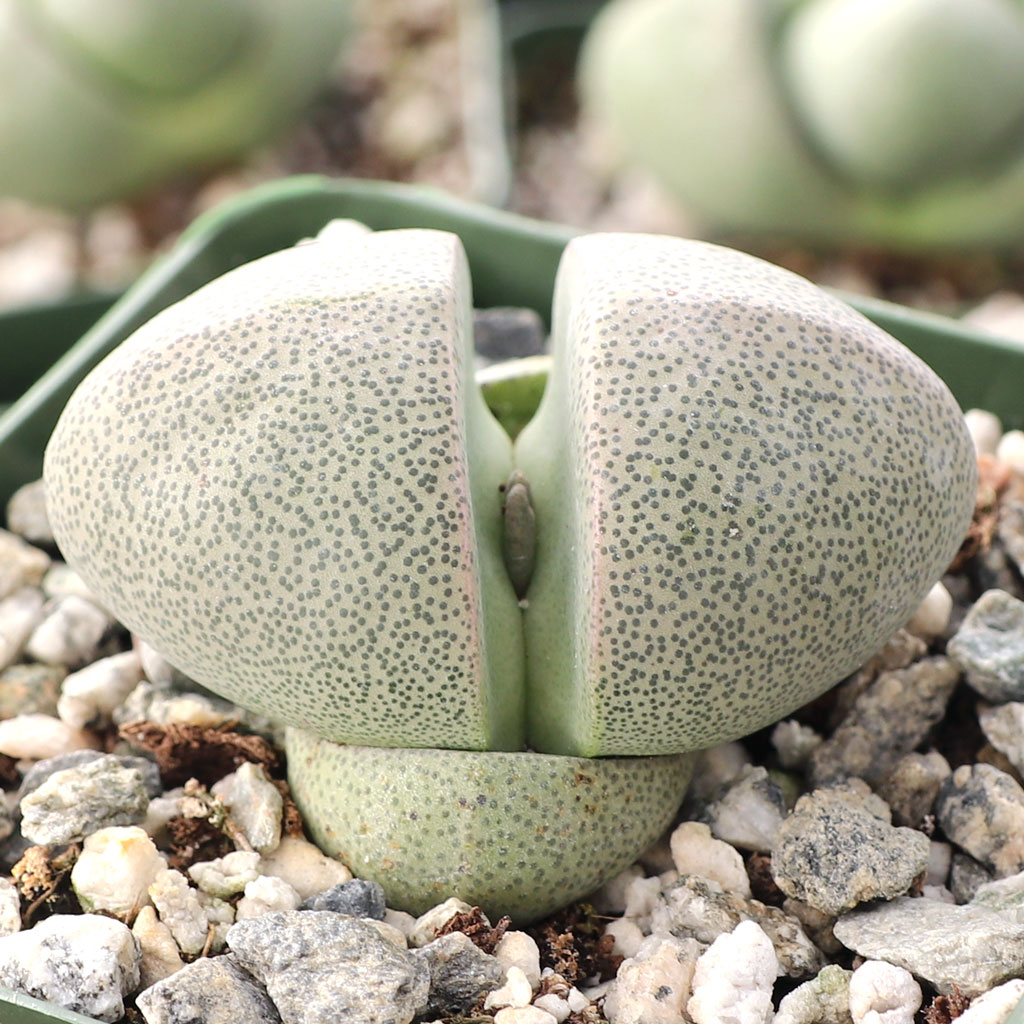 What pot depth is ideal for planting Pleiospilos Split Rocks?