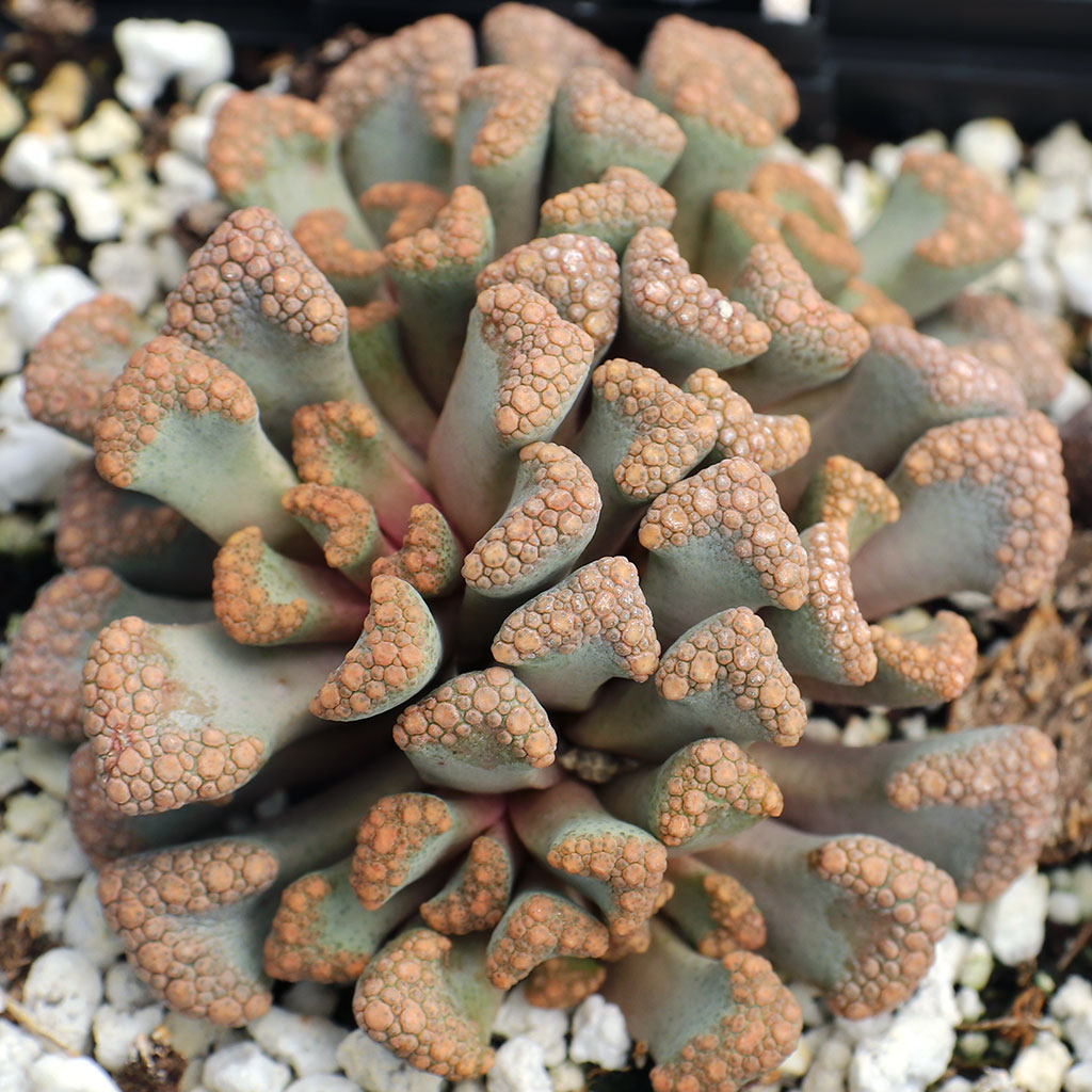 Titanopsis hugo-schlechteri Questions & Answers