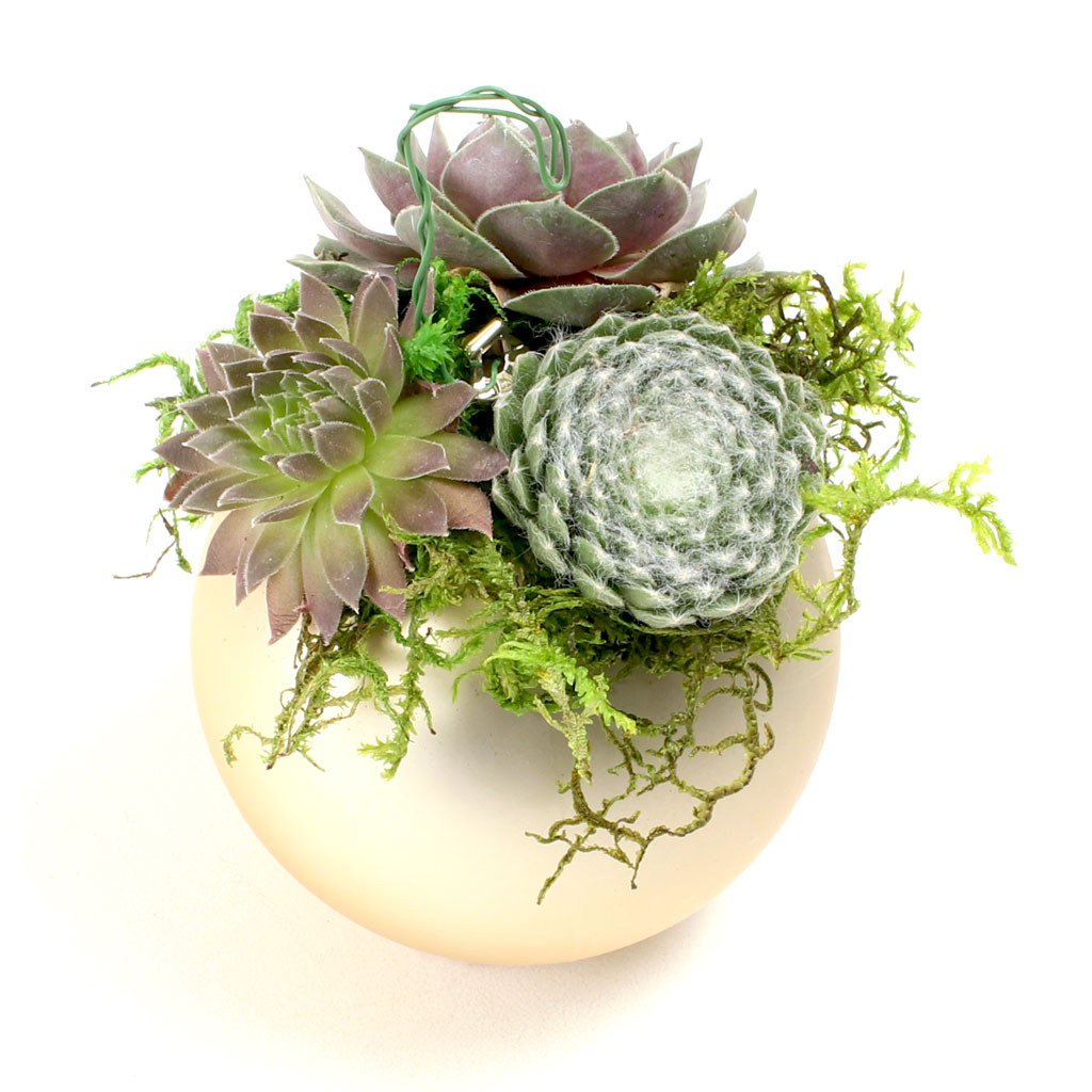 how to attach moss & succulents