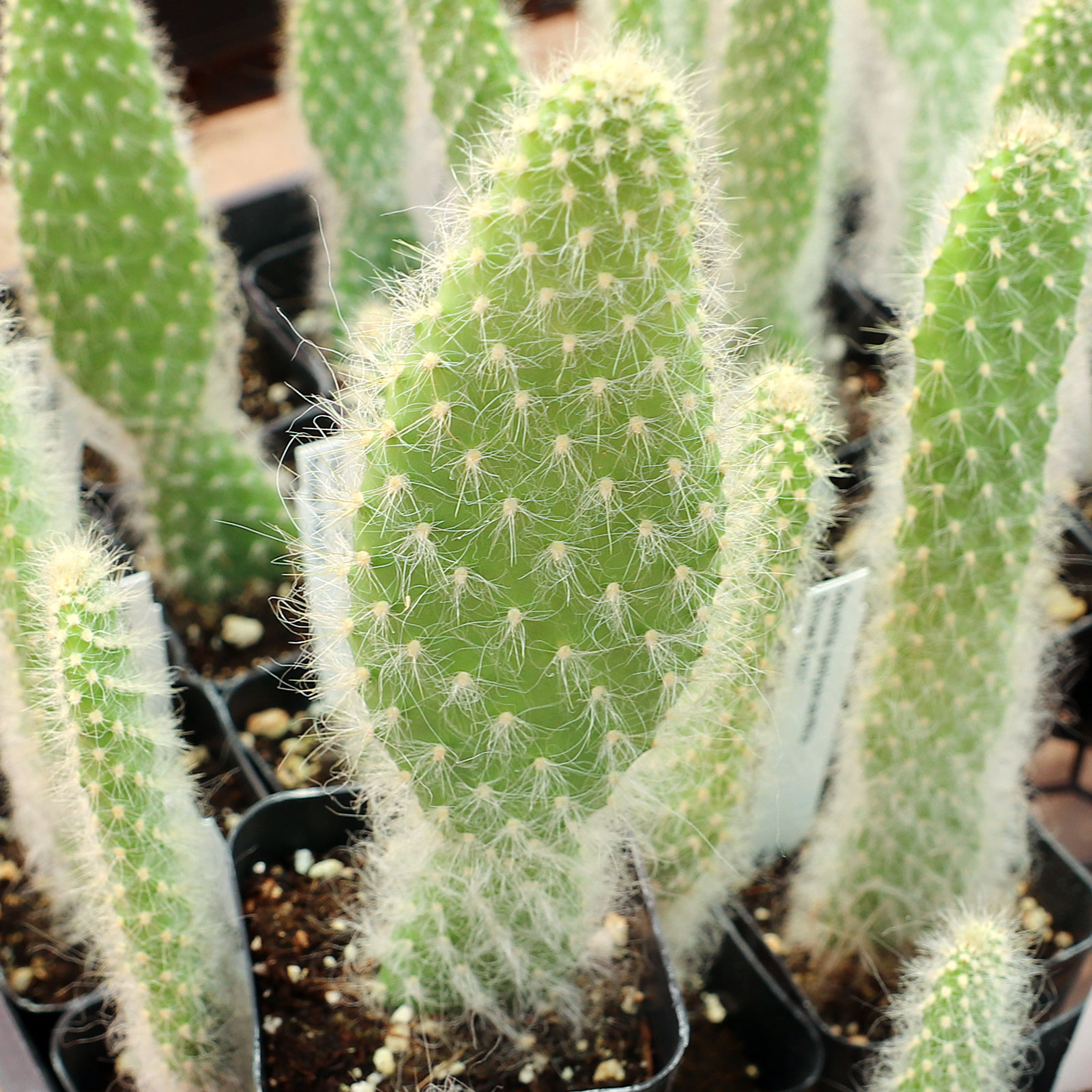 Opuntia polyacantha 'Snow Fuzzy' Questions & Answers