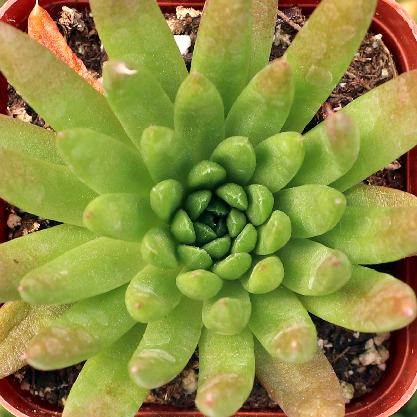 Orostachys fimbriata - Dunce Cap Questions & Answers