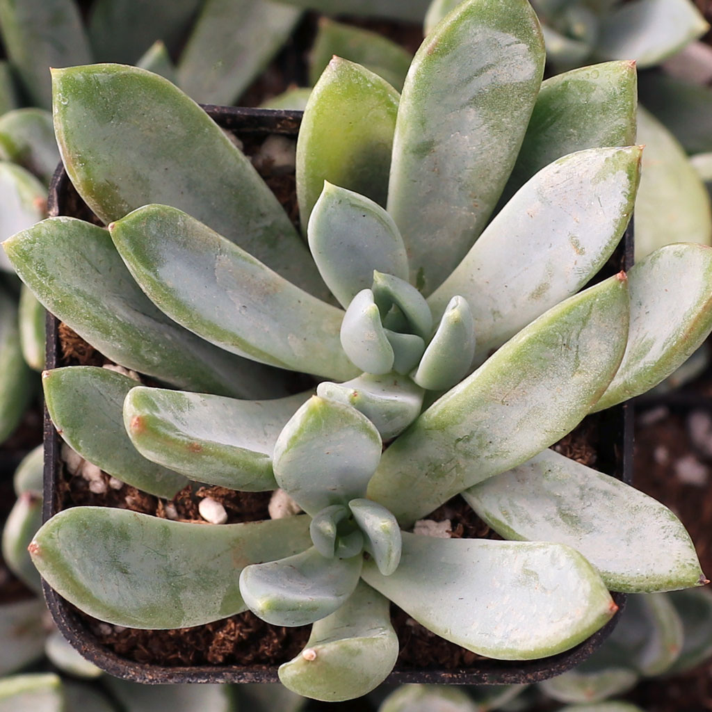 Pachyveria 'Blue Quartz' Questions & Answers
