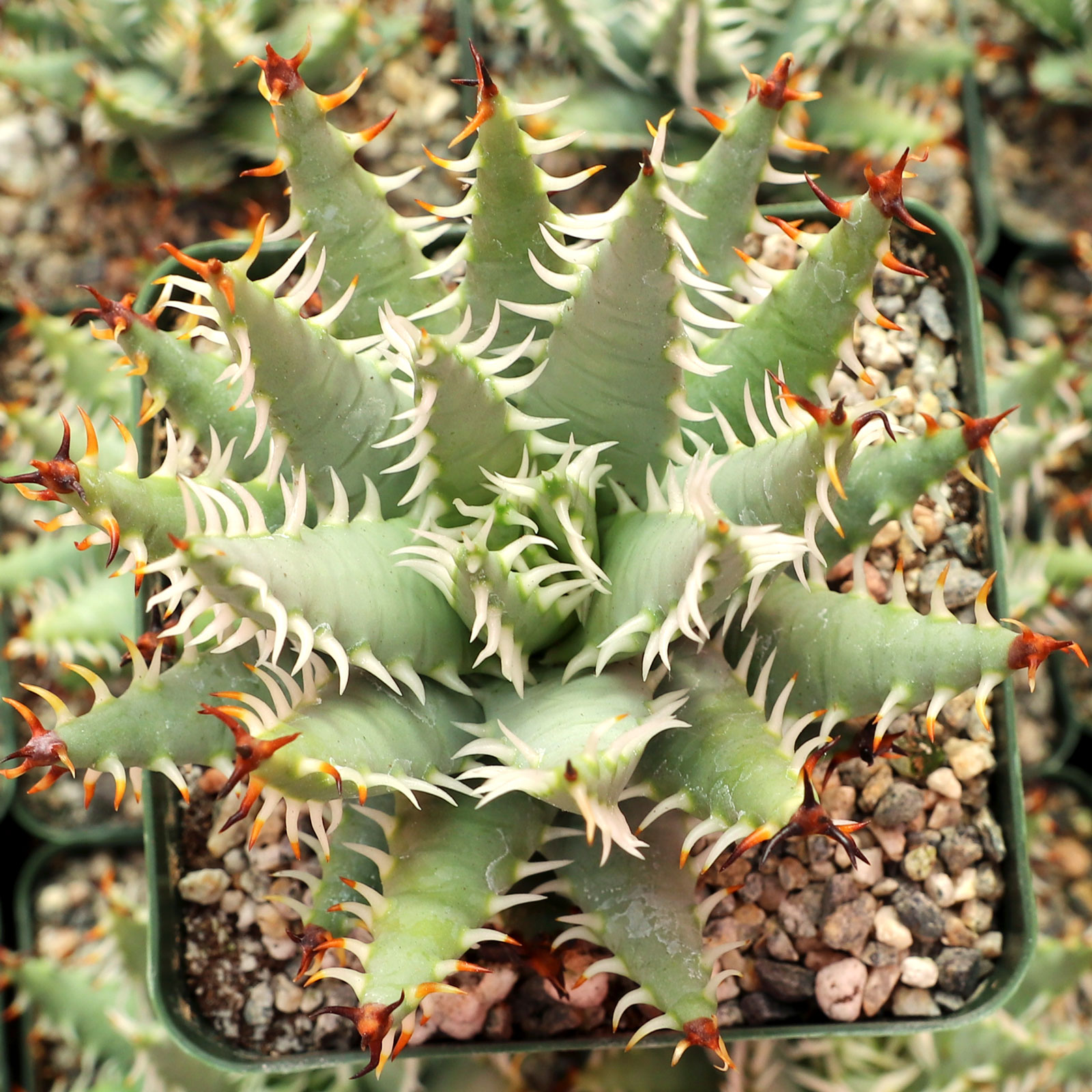 Aloe erinacea [large] Questions & Answers