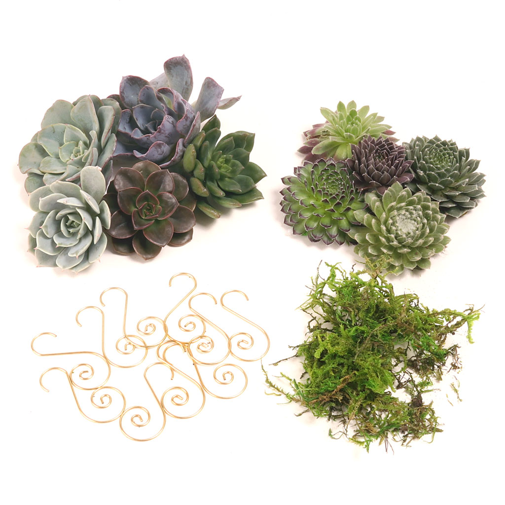 MCG Succulent Ornaments - 10 Classic Rosettes [DIY kit] Questions & Answers