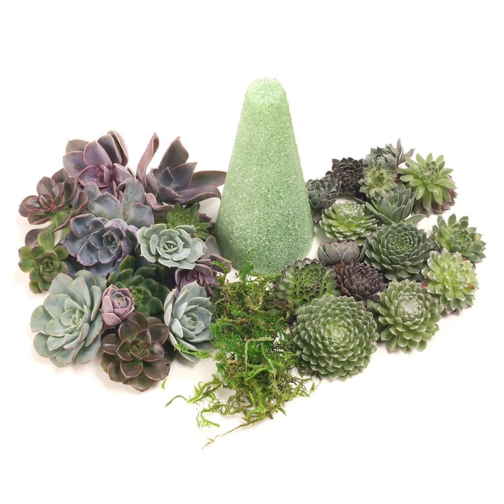 MCG Succulent Décor - Topiary Tree [DIY kit] Questions & Answers