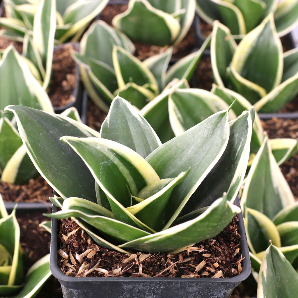 Sansevieria trifasciata 'Jade Pagoda' [large] Questions & Answers
