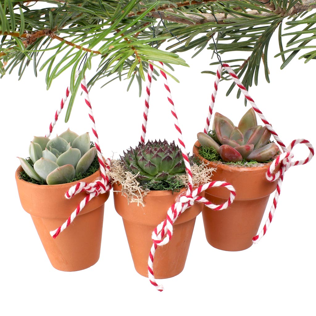 Are these ornament succulents glued into the little clay pots?