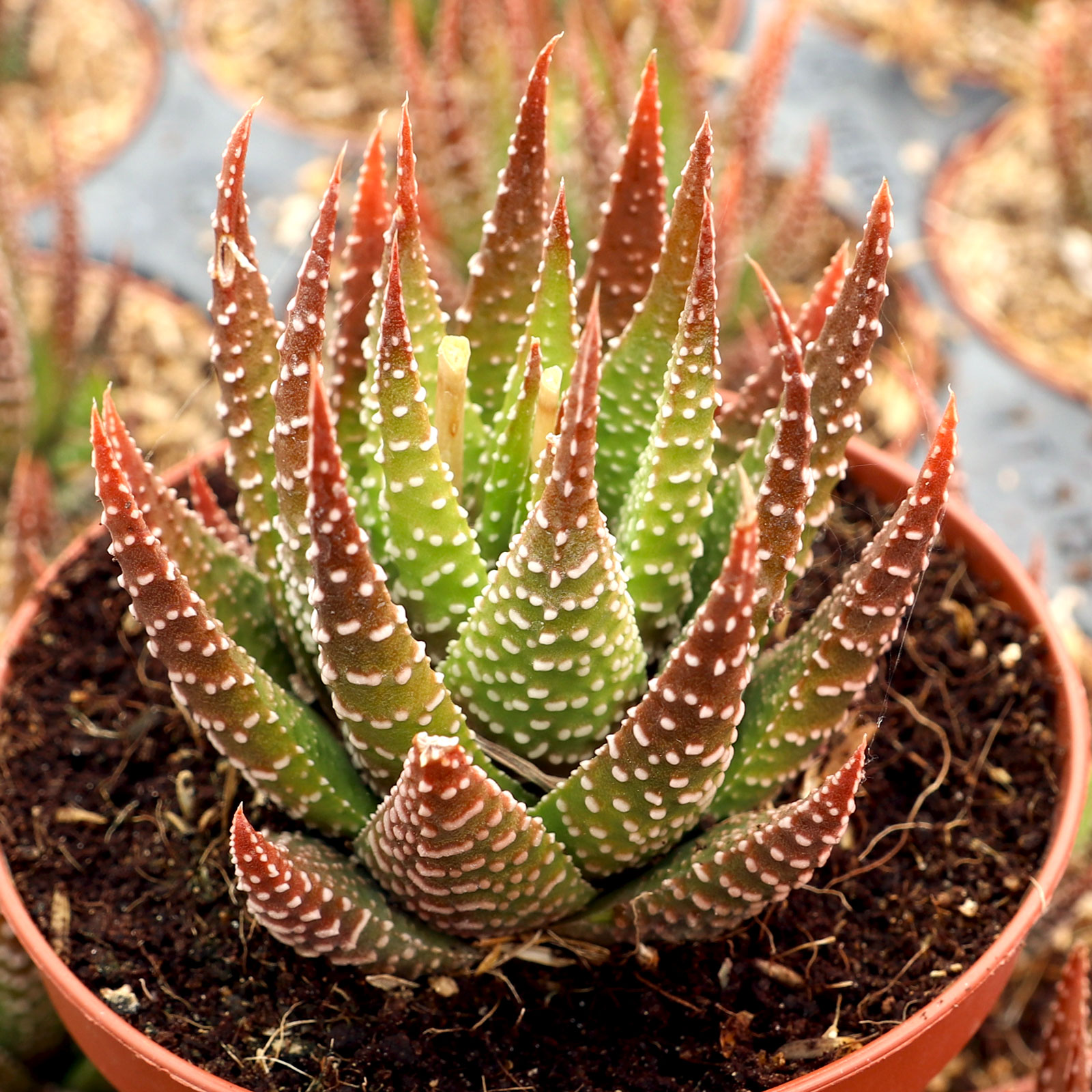 Which haworthia zebra grows the largest